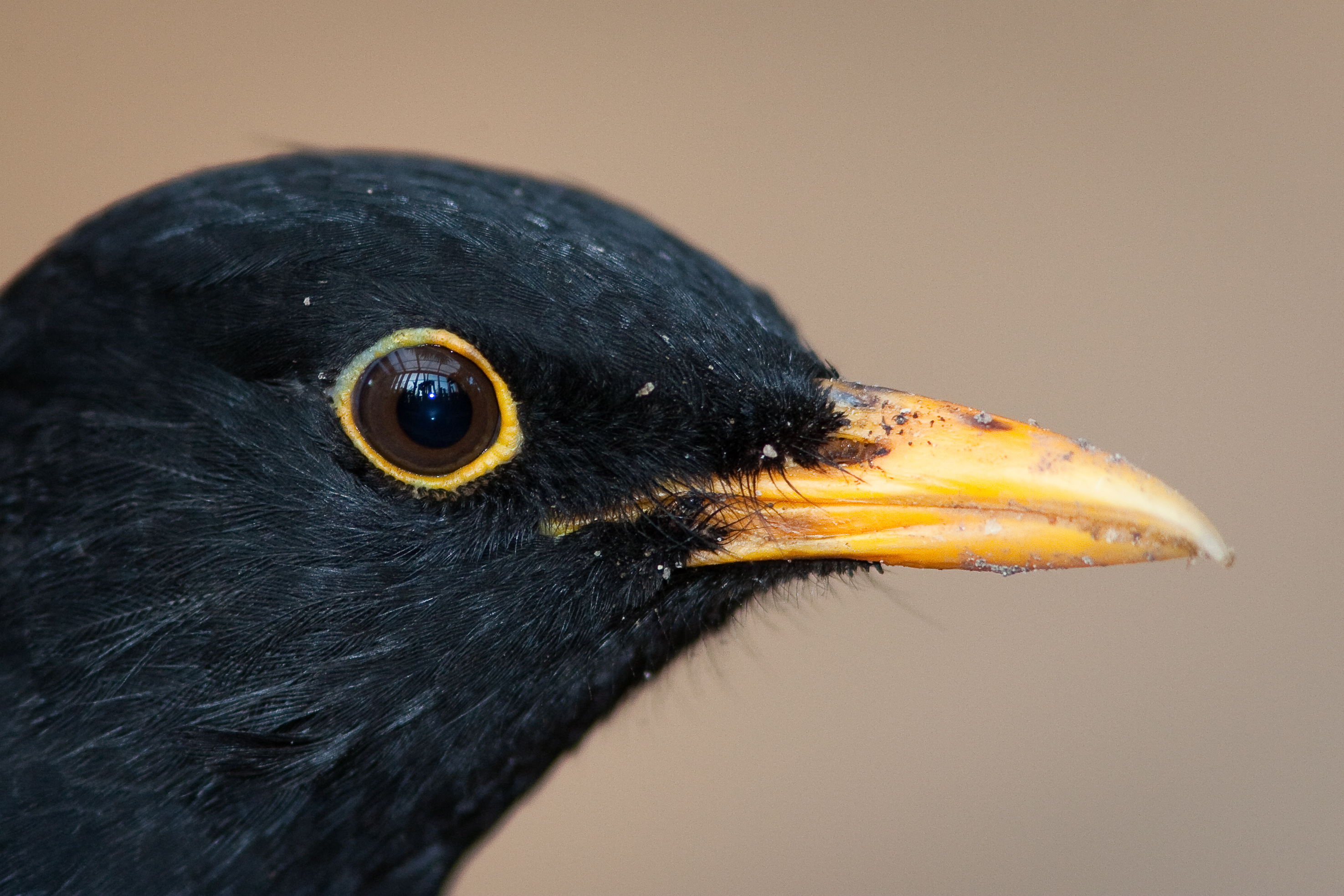 The picture shows a male blackbird.