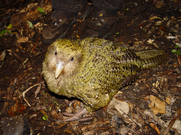 The picture shows a Kakapo