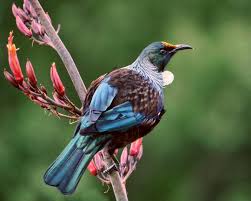 The picture shows a Tui